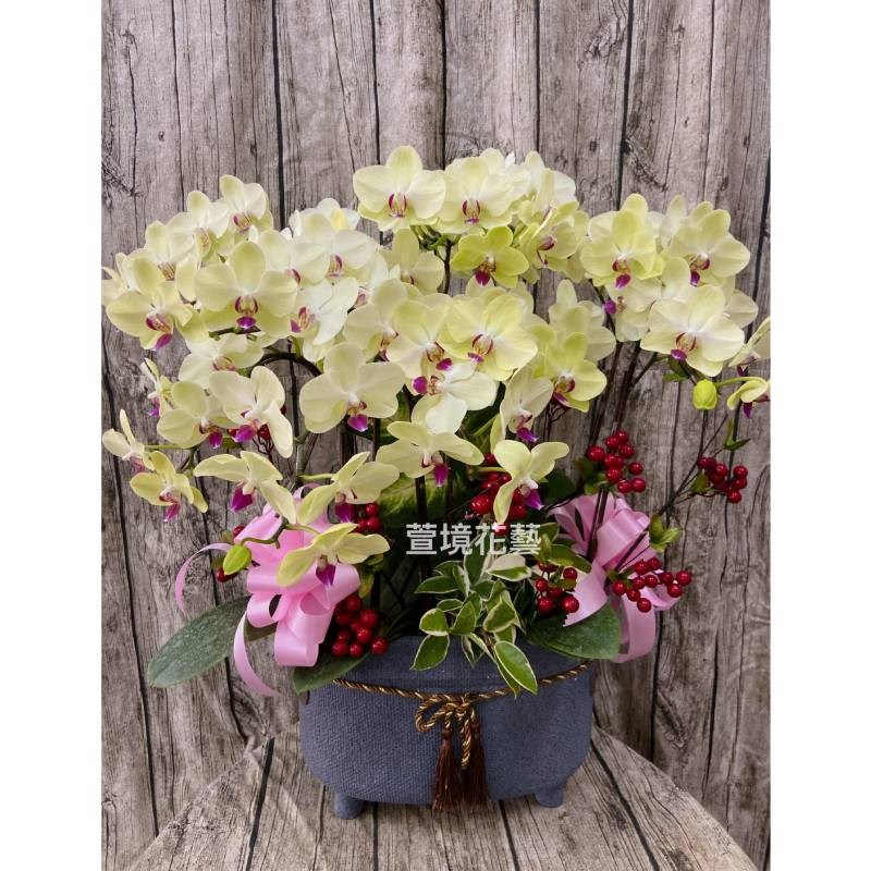 蘭花植栽5