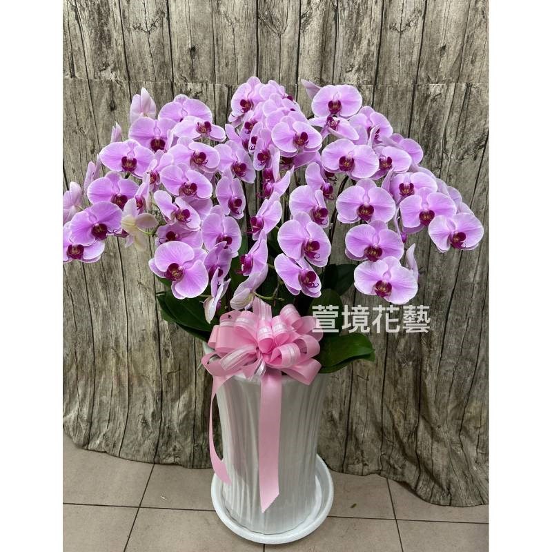 蘭花植栽4