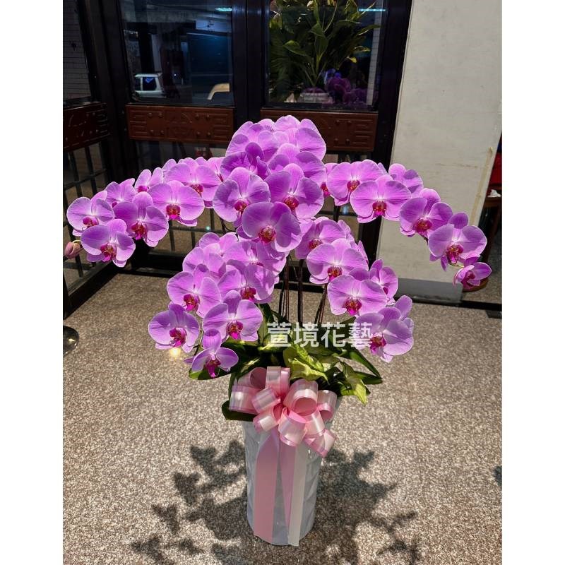  蘭花植栽6