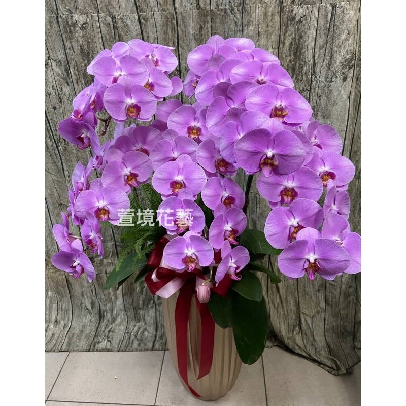 蘭花植栽13