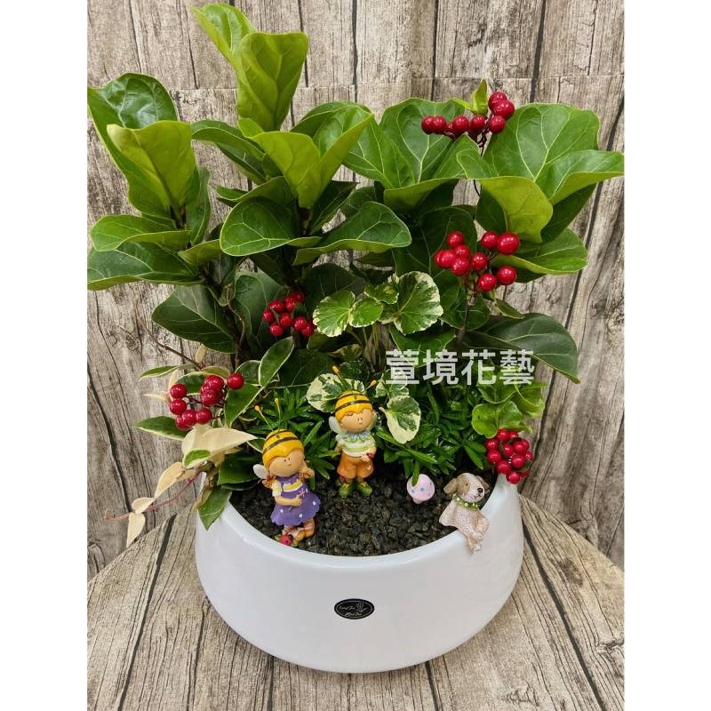 琴葉榕盆栽03