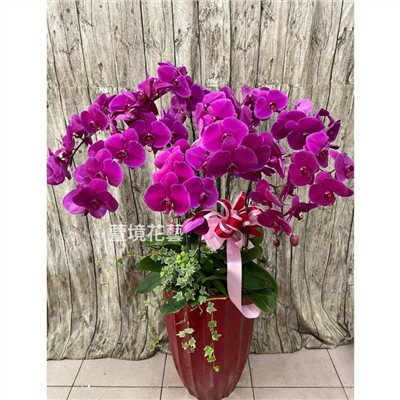 蘭花植栽3