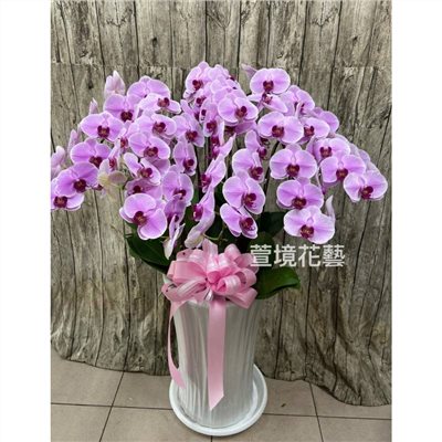 蘭花植栽4