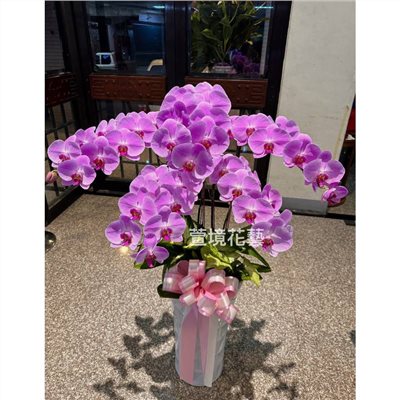  蘭花植栽6