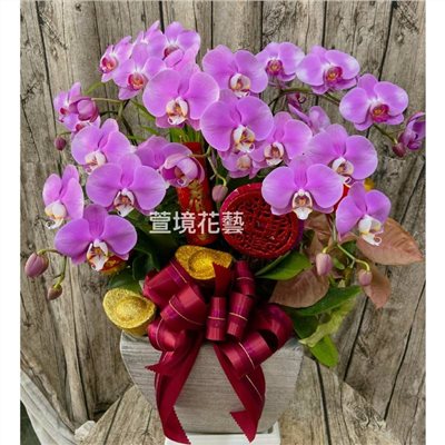 蘭花植栽1