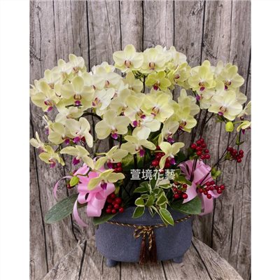 蘭花植栽5