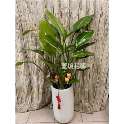 天堂鳥盆栽02