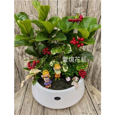 琴葉榕盆栽03