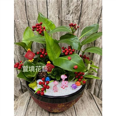 天堂鳥盆栽04