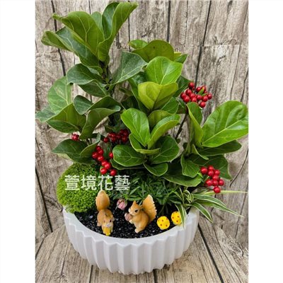 琴葉榕盆栽06
